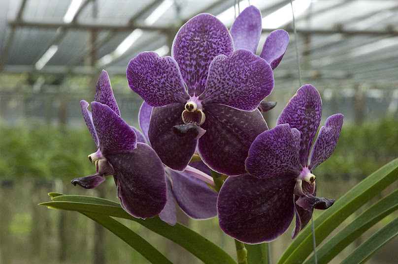 Cube Garden Thailand - 4