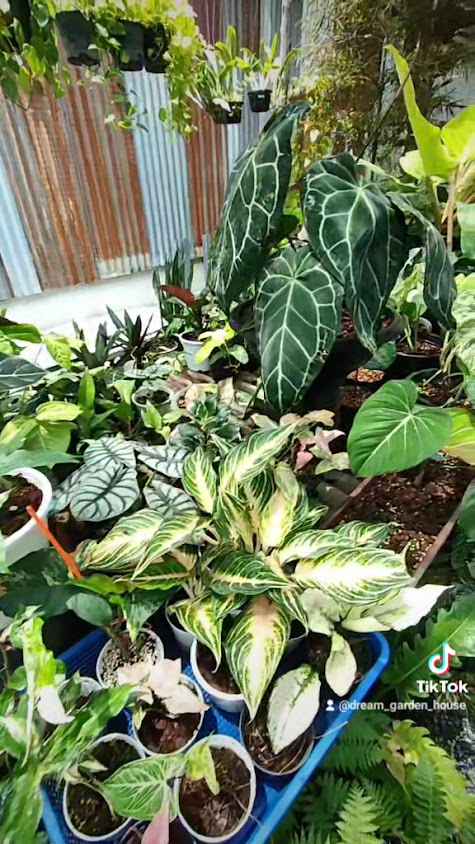 Dream Garden - 3