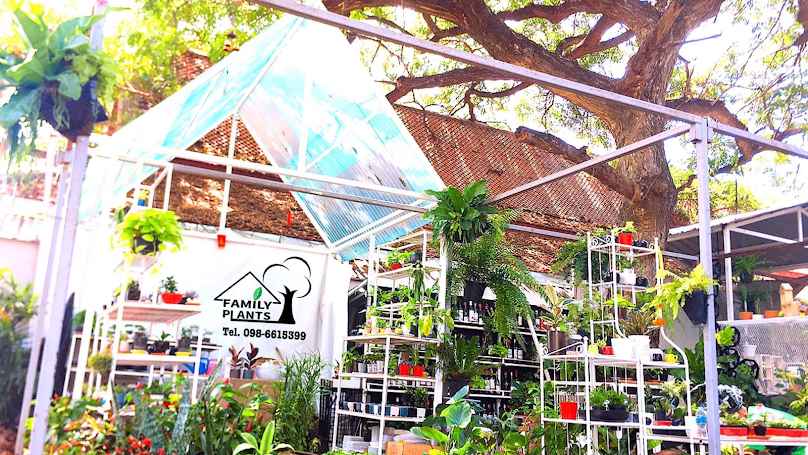 Family Plants - 1