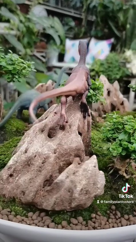 Family Plants - 3