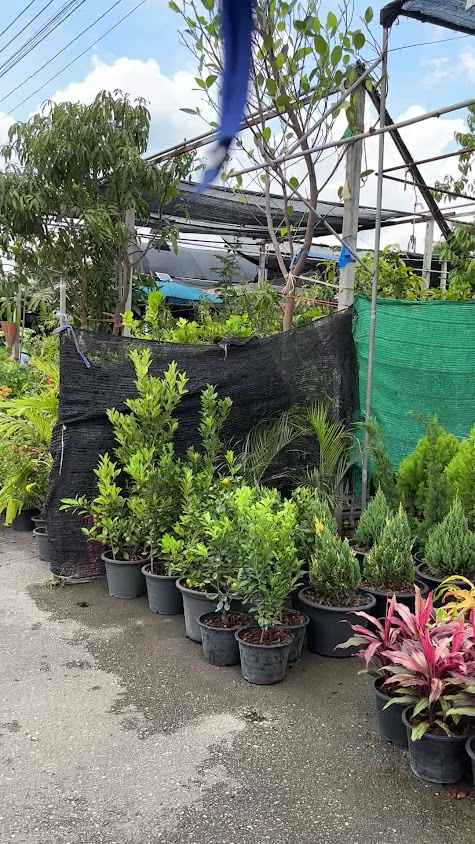 Garden Centre - on ringroad - 4