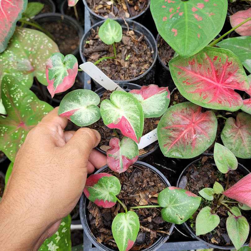 Garden club Thailand (การ์เด้น คลับ ไทยแลนด์) - 4