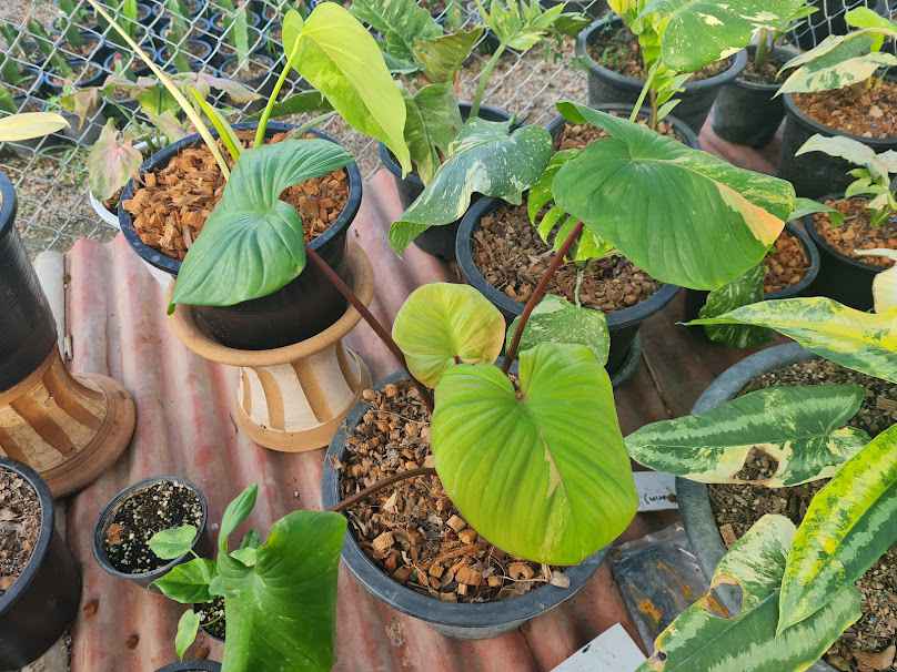 Home Garden Shop - 3