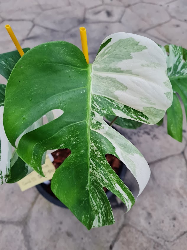 Home Garden Shop - 4