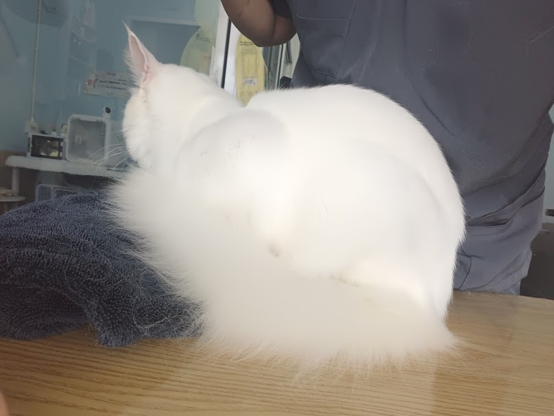 Hug A Paw อาบน้ำตัดขน & รับฝากสัตว์เลี้ยง - 2