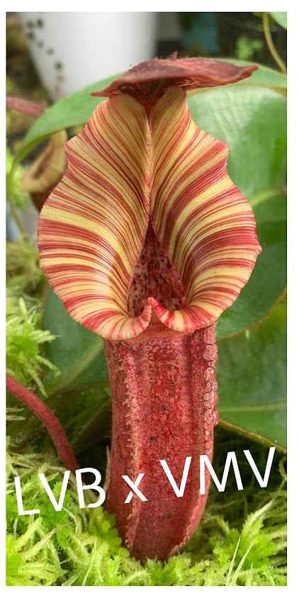 Hyper Exotics Plants