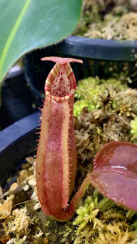 Hyper Exotics Plants - 2