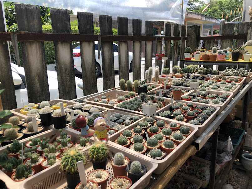 Hyper Exotics Plants - 3