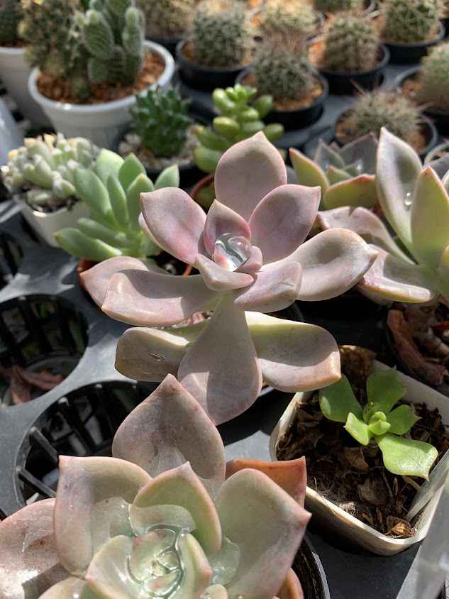 Itsara Garden Succulent & Cactus