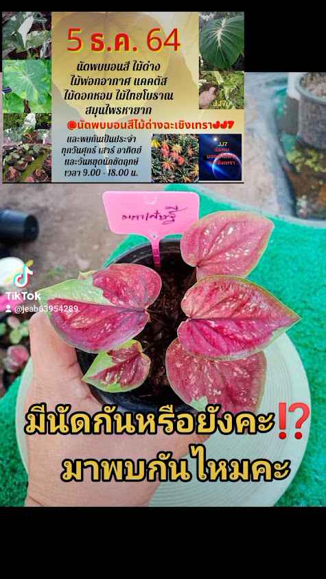 JJ7นัดพบบอนสีไม้ด่างฉะเชิงเทรา - 4