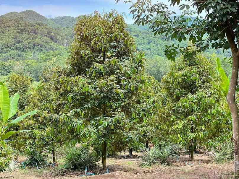Kamlah Garden - 4