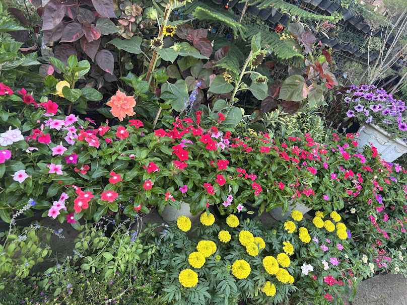 Krabi garden center จำหน่ายไม้ดอกไม้ประดับ ปุ๋ยดิน ยาและสารเคมี - 2