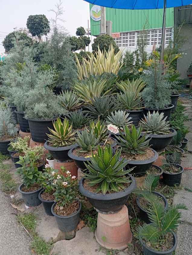 Lidagarden - 4
