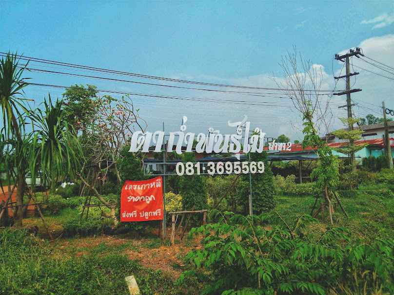 Lime Live Garden (จุดจำหน่ายกิ่งพันธุ์มะนาว และน้ำมะนาว)