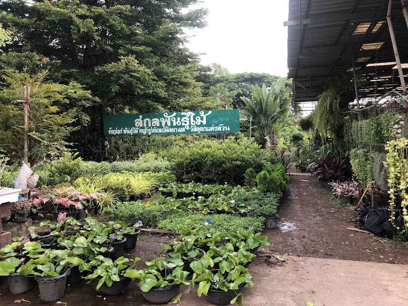 Lime Live Garden (จุดจำหน่ายกิ่งพันธุ์มะนาว และน้ำมะนาว) - 2