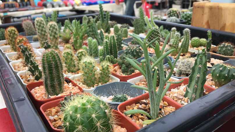 Little cactus หนามจิ๋วจิ๋ว ตลาดวังน้อยเมืองใหม่ ตลาดวันเสาร์