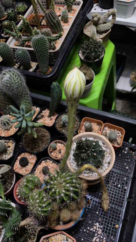 Little cactus หนามจิ๋วจิ๋ว ตลาดวังน้อยเมืองใหม่ ตลาดวันเสาร์ - 3