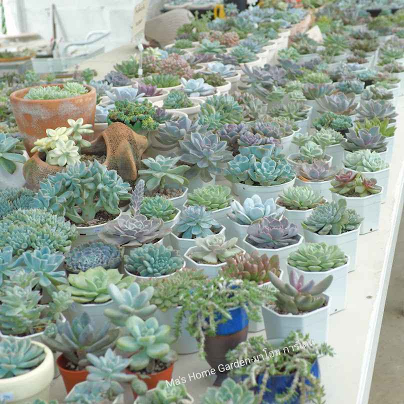 Ma's​ Home Garden-มาโฮม การ์เดน