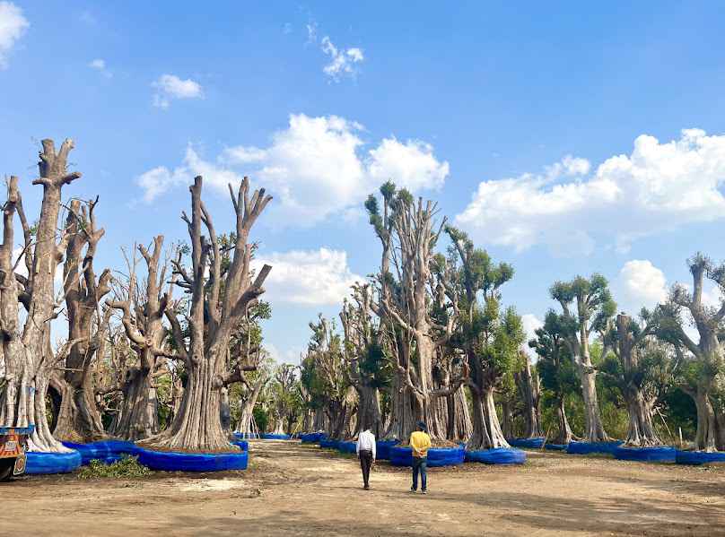 MJ BIG GARDEN สาขาโคกกลาง - 1