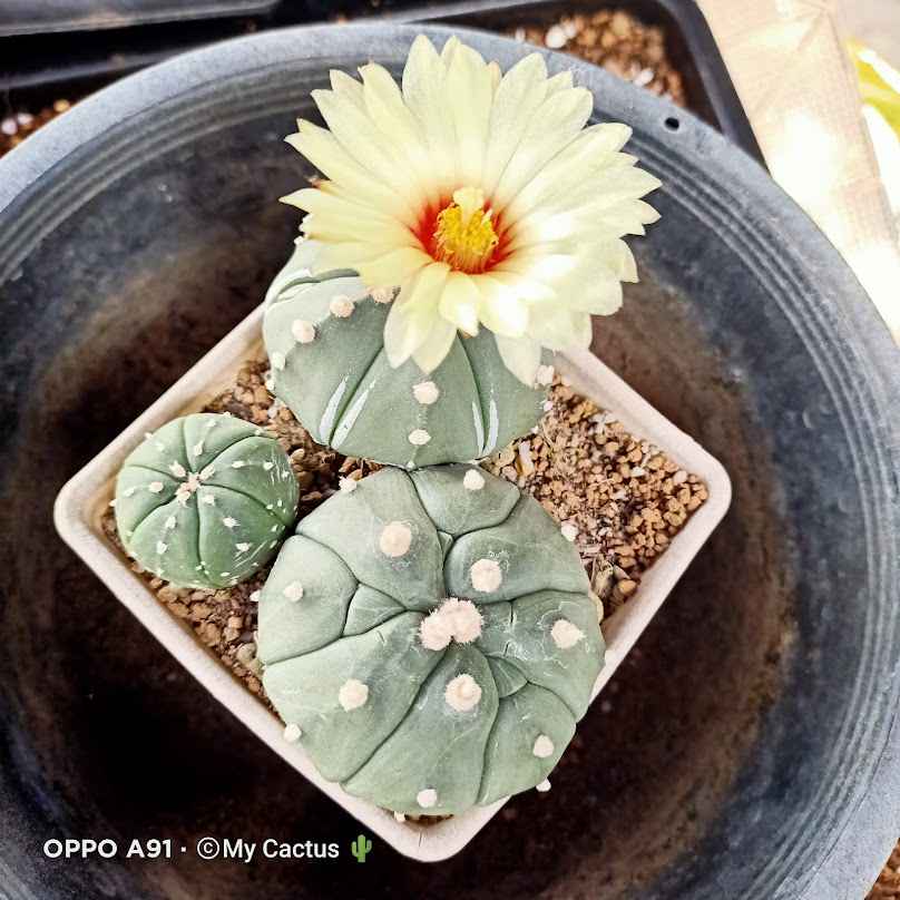 MYCactus456@ลพบุรี