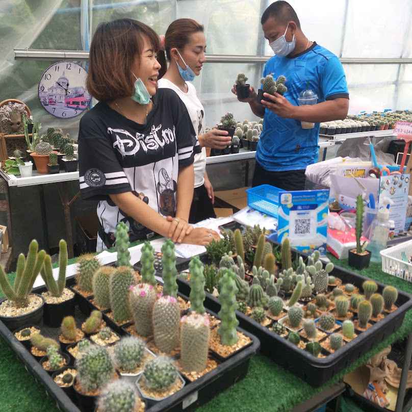 MYCactus456@ลพบุรี - 2