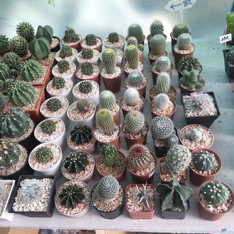 MYCactus456@ลพบุรี - 3