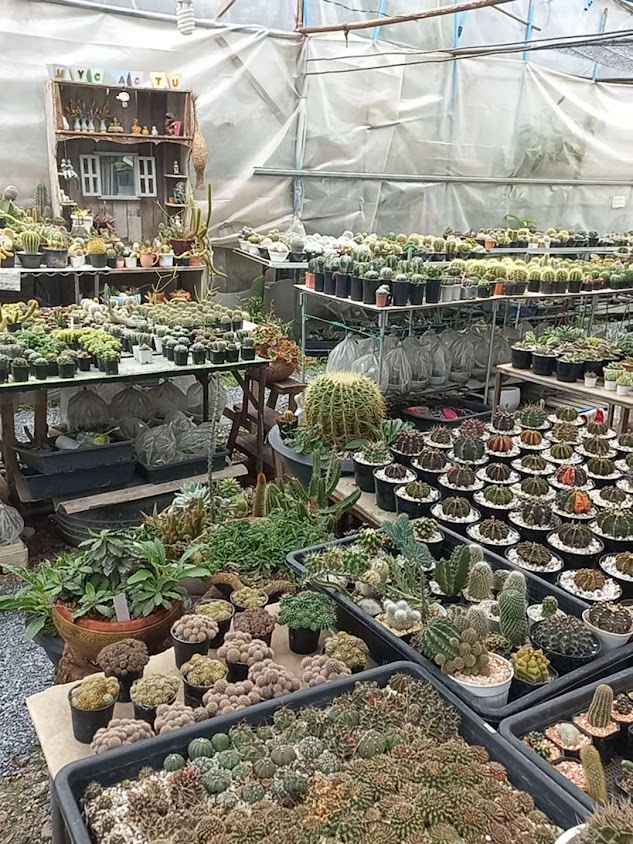 MYCactus456@ลพบุรี - 4