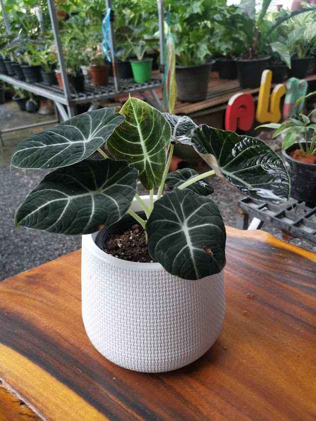 NP's garden - 3