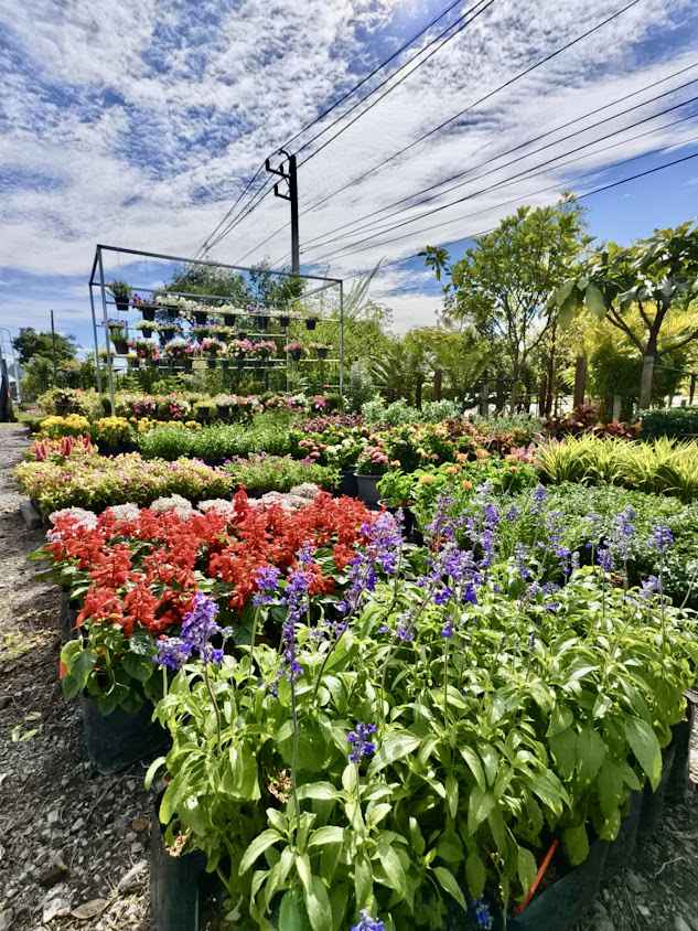NP's garden - 4
