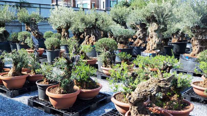 Olive De Casa สาขาประชาอุทิศ90