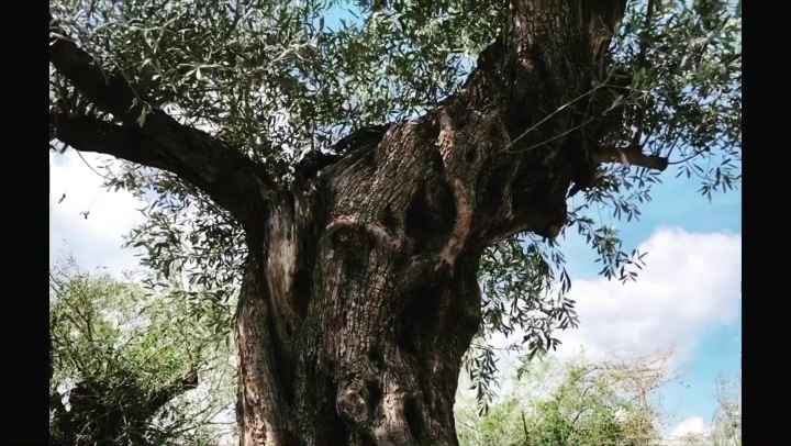 Olive De Casa สาขาประชาอุทิศ90 - 2