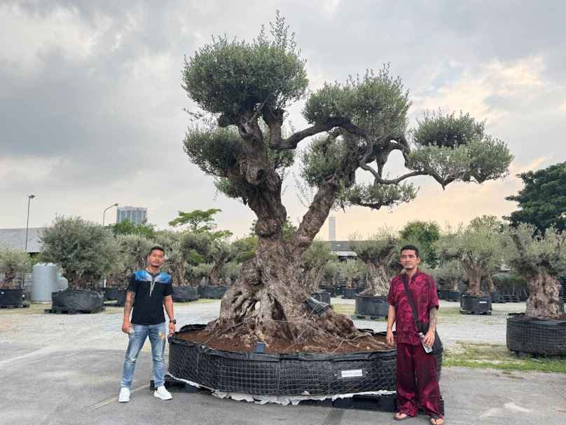 Olive De Casa สาขาประชาอุทิศ90 - 3