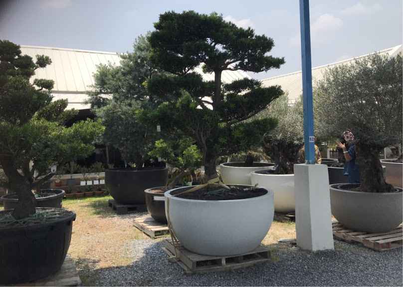Olive Garden Thailand สาขาซอยวัดพระเงิน - 2