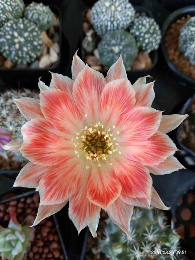 OSCAR CACTUS - 1