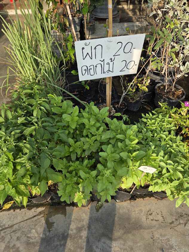 P House Garden Maruay Market - 2