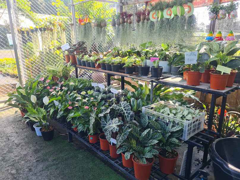 P2 PLANTS​