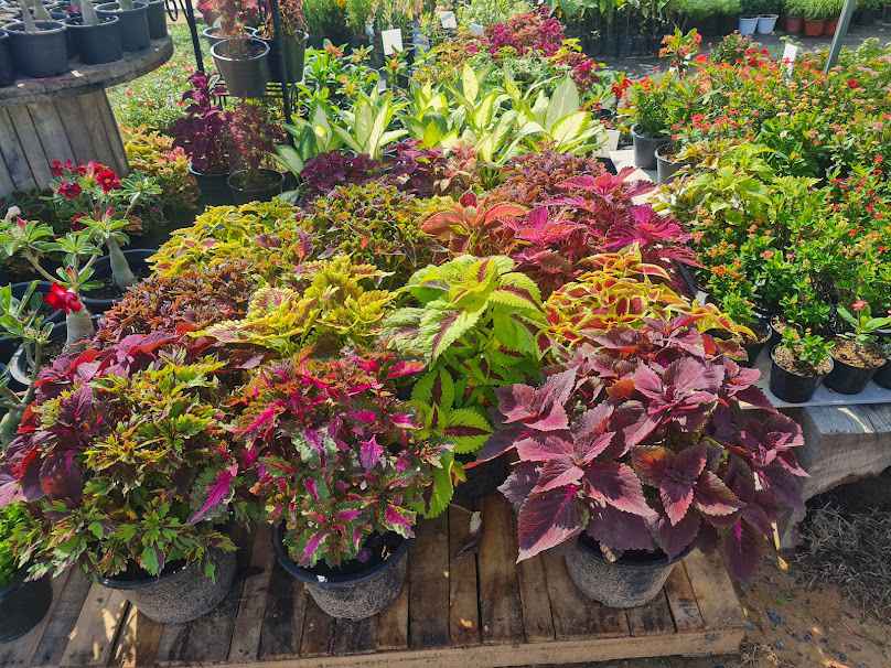 P2 PLANTS​ - 2