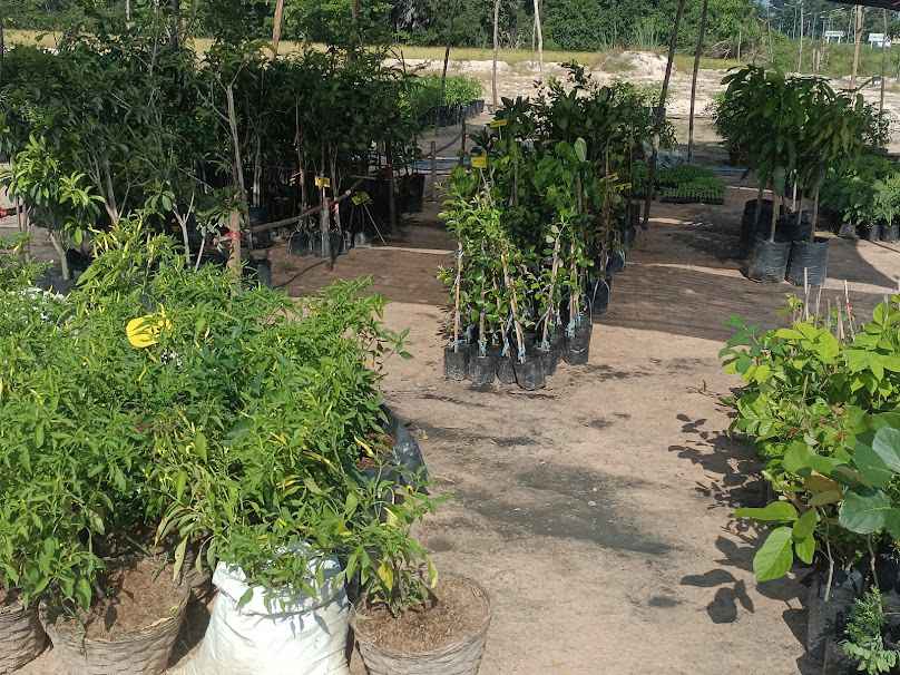 P2 PLANTS​ - 3