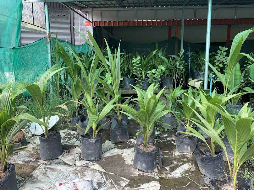 P2 PLANTS​ - 4