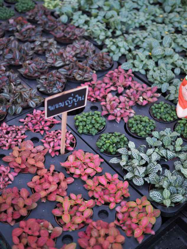ParadaGarden(ภราดาการ์เด้น) - 4