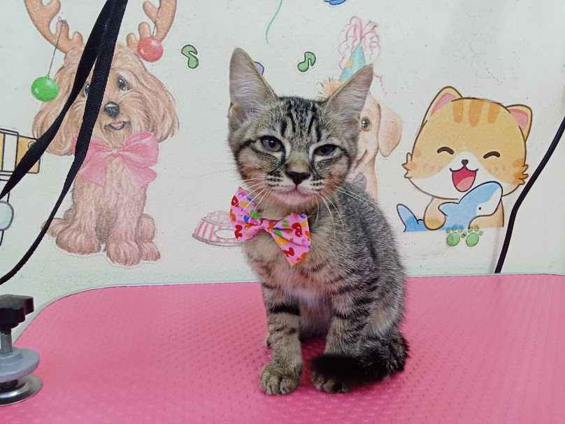 Pet Beauty อาบน้ำตัดขนแยกดอนแจง