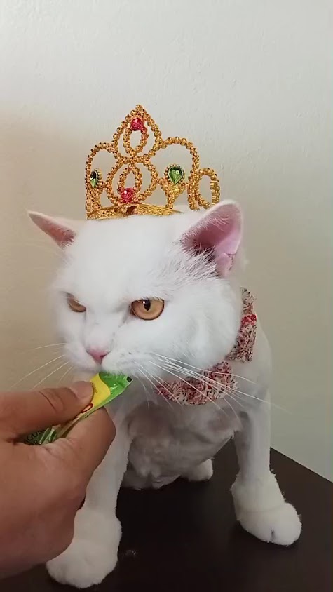 Pet Beauty อาบน้ำตัดขนแยกดอนแจง - 3