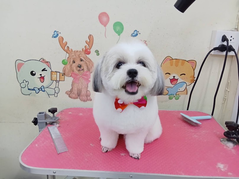 Pet Beauty อาบน้ำตัดขนแยกดอนแจง - 4
