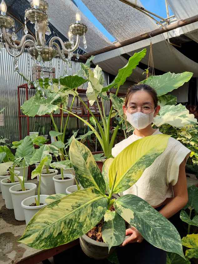 pich post plant garden - 2