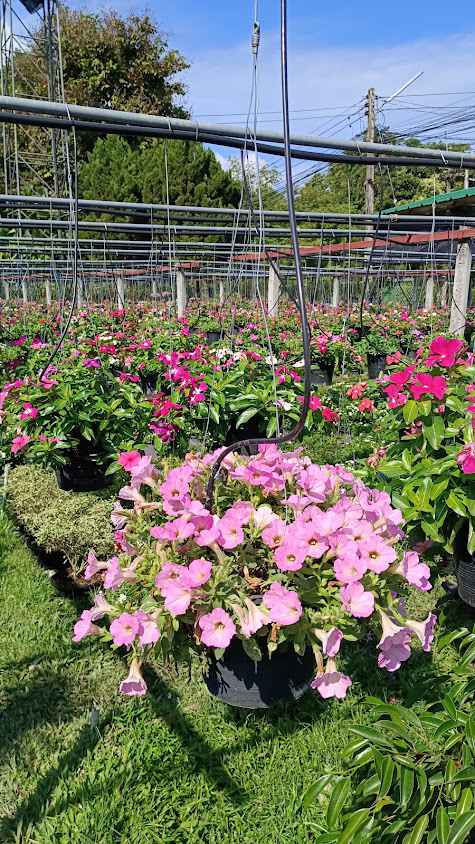 pich post plant garden - 4