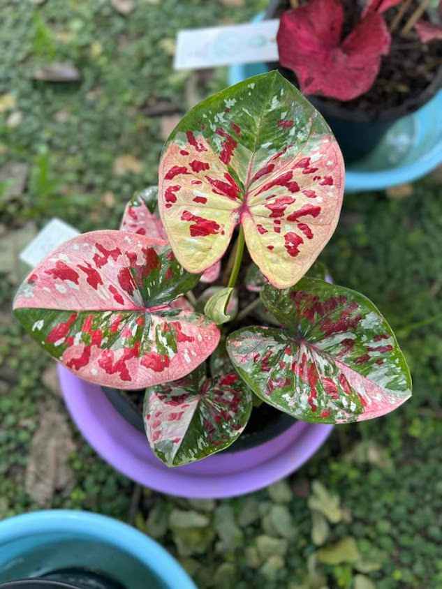 Plant Lover (สวนโชติกา) - 4