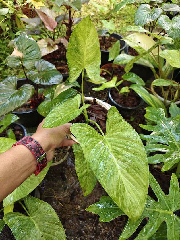 Popular Plants - 2