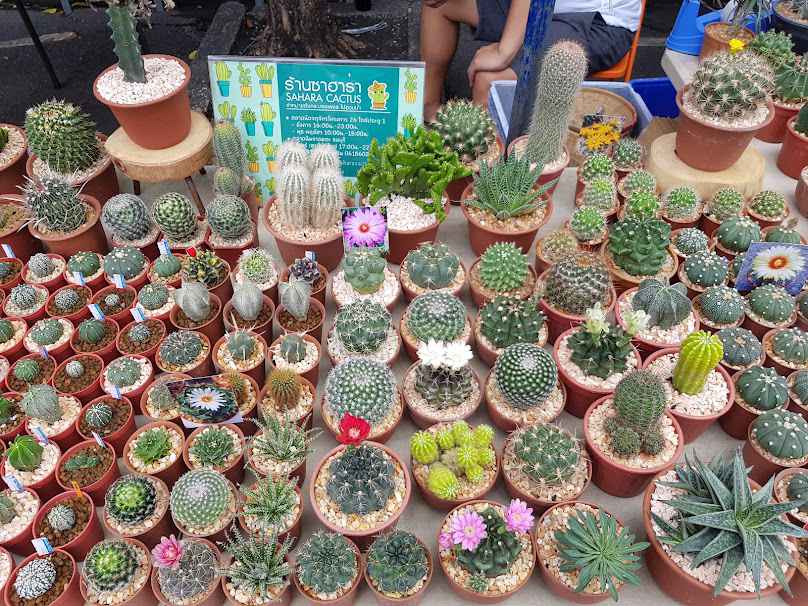 Saharacactus ฟาร์มกระบองเพชร