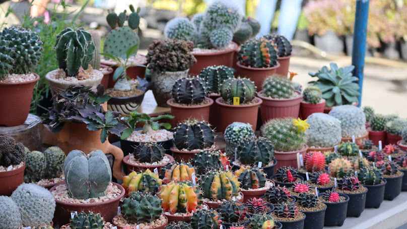 Saharacactus ฟาร์มกระบองเพชร - 2