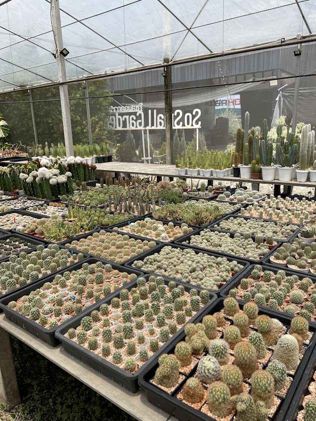 SoSmallGarden โซสมอลการ์เด้น | สวนกระบองเพชรแคคตัส ฉะเชิงเทรา ใกล้กรุงเทพ - 2